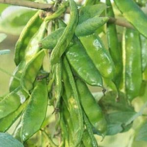 2 প্যাকেট কেরালা সীম 299 টাকা